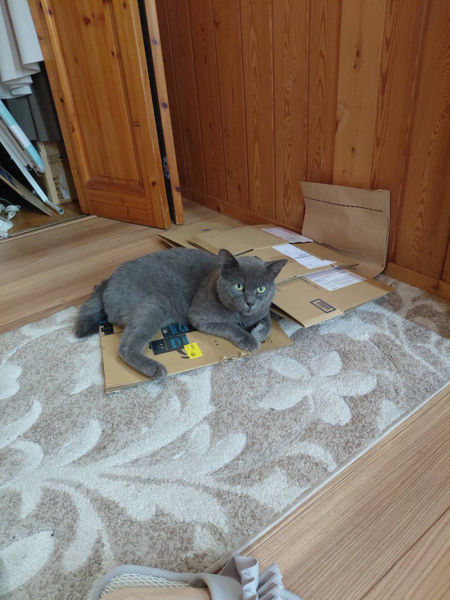 Shingen_Pig's tweet photo. 1年前から実家の前に現れるようになった元飼い猫であろう野良猫が最近実家に入ってくるようになった　実家に入ってからずっと寝てばかりで心配していたが急に体調が悪くなって病院に行ったら感染症やその他諸々で状態は良くない　助けを求めて来たんだろうな元気になってほしい涙が出てきます https://t.co/6QWmTjaan8