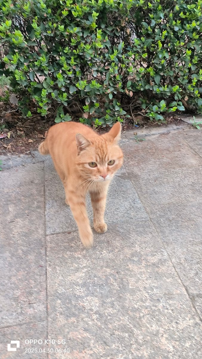 IngeMcadamms0's tweet photo. Just stopped by the old alley after rain—sounds of kids laughing, a stray cat napping on a wet wall, small joys hit different. https://t.co/1yucgt611S