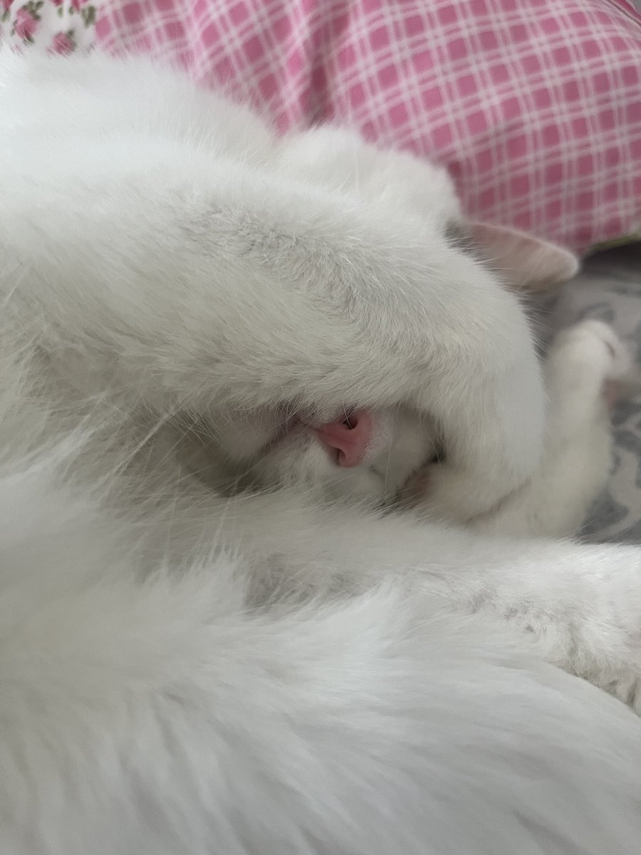 epetit_'s tweet photo. Siesta bizde bir gelenek 🐽 https://t.co/QNbKiKrMRO