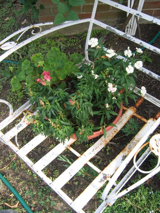WDCGardener's tweet photo. Garden Tip of the Day: Sheer back annual plants and give them some fertilizer if they are starting to get leggy and stretched out.
#gardendc #gardening #gardentips #gardeningtipsforbeginners #gardeningtips #gardens #gardenhacks #gardenhack https://t.co/YvlKSdHI2B