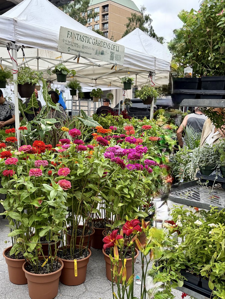 LiRuan_nyc's tweet photo. Green market 

#greenmarket #farmersmarket #nyc #urban #organic #life #plants #corns  #citylife #farm #produce #healthyliving #NewYork #publicspace #sunflowers https://t.co/xZu6dGQAQn