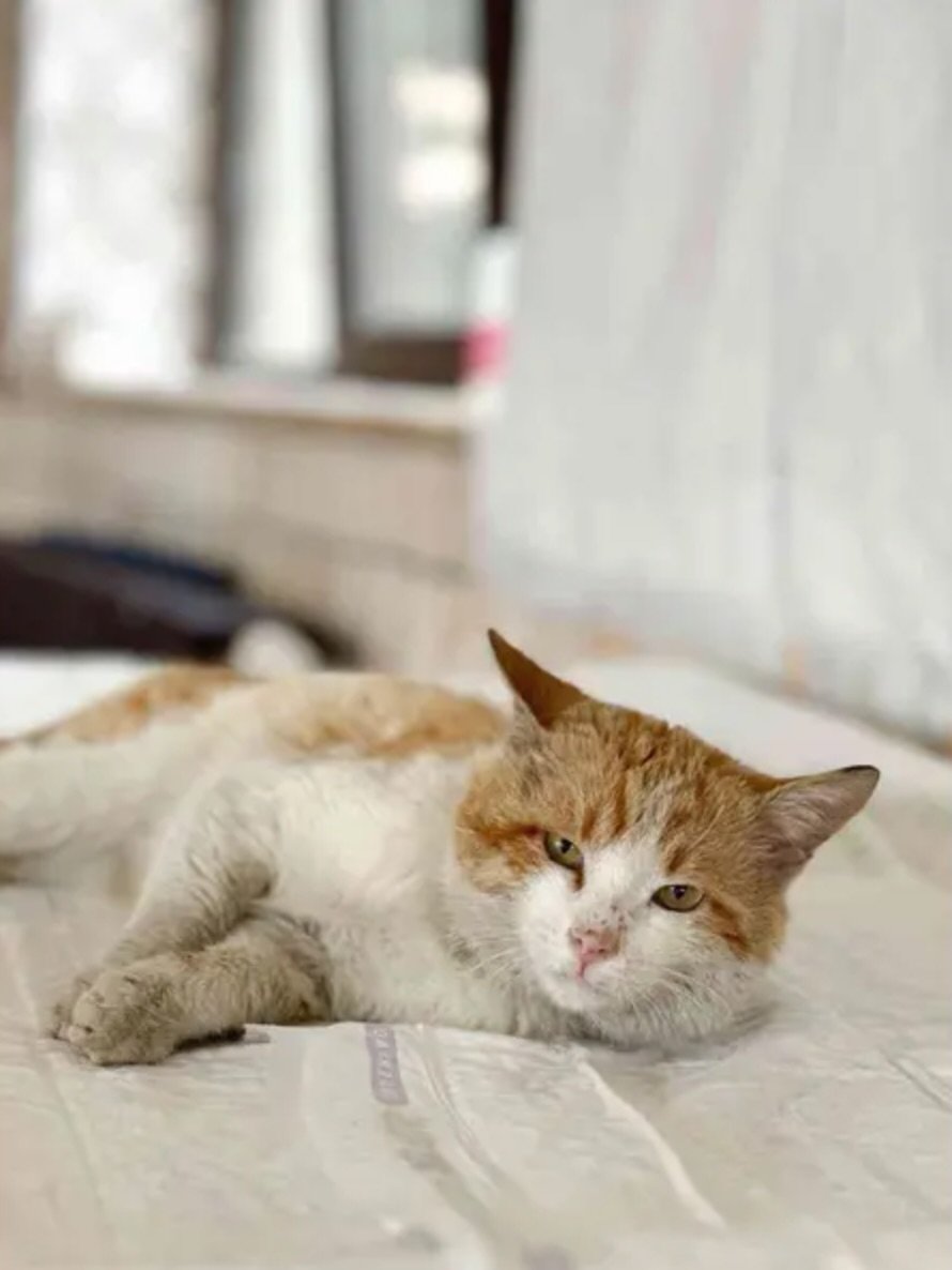 hvhpio15315dhd7's tweet photo. ‼️ UPDATE 😭 
Please donate toward Sunny’s emergency care today. Every contribution helps cover the tests, medications, hospitalization, and treatment he needs right now. If you can’t donate, please share his story. Sunny had nowhere to run when the stray life caught up to him. https://t.co/EIPES5ykta