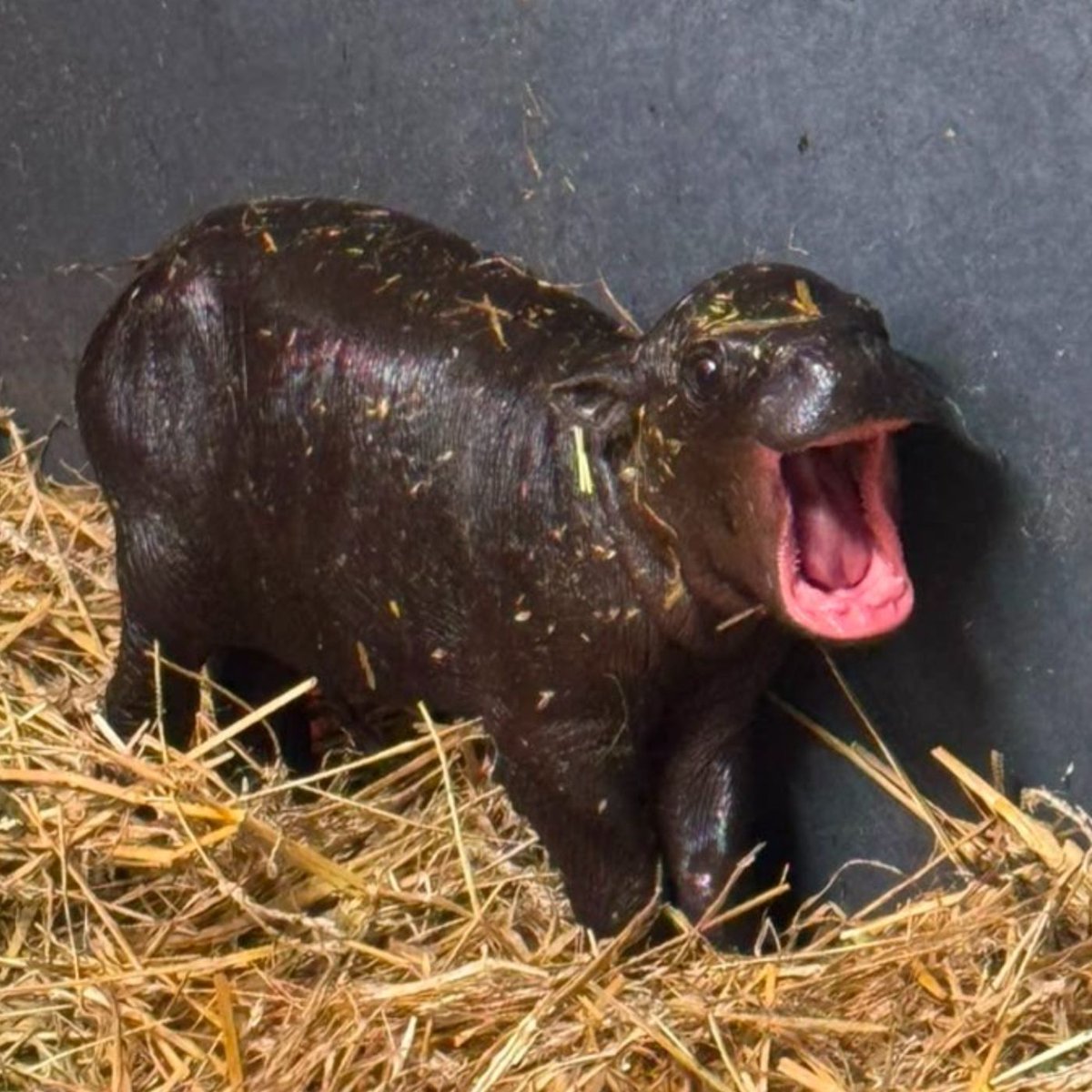 Dexerto's tweet photo. A new pygmy hippo calf has been born at Toronto Zoo https://t.co/M0Q9TBfDpG