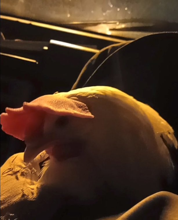 NAALPO's tweet photo. 6 Laying Hens Liberated (Argentina)
Received anonymously:
Everybody can do this, can take in their own hands direct action if they are brave enough. Why would we wait anymore? Their liberation is in your hands. Who, if not you?
https://t.co/F10u9tHFih https://t.co/wEA2NSmfak