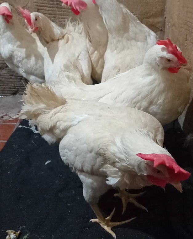 NAALPO's tweet photo. 6 Laying Hens Liberated (Argentina)
Received anonymously:
Everybody can do this, can take in their own hands direct action if they are brave enough. Why would we wait anymore? Their liberation is in your hands. Who, if not you?
https://t.co/F10u9tHFih https://t.co/wEA2NSmfak