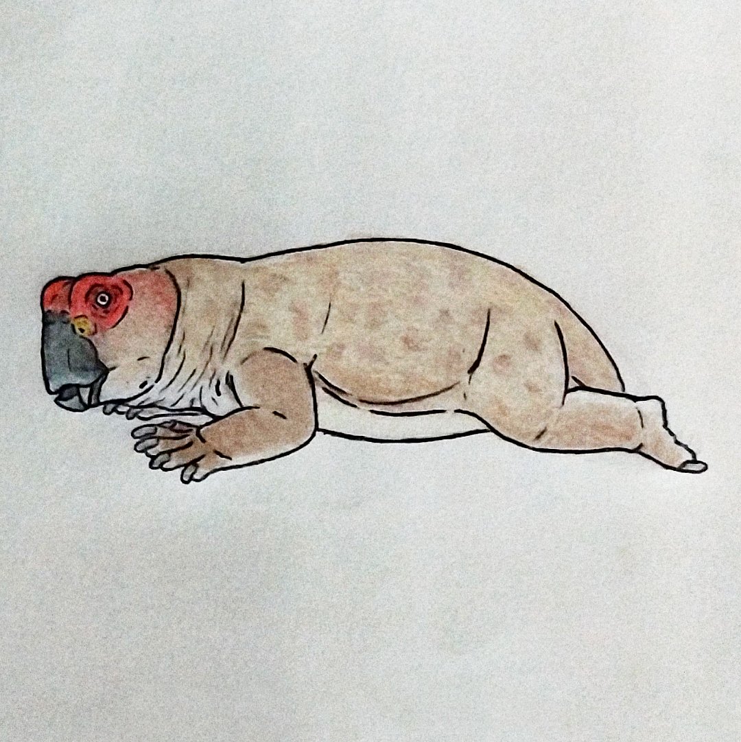 Miguel7sampaio's tweet photo. Nome científico: Lystrosaurus maccaigi 

#AugustCaves
#AgostoCavernoso
#lystrosaurusmaccaigi https://t.co/NiItcmtqA1