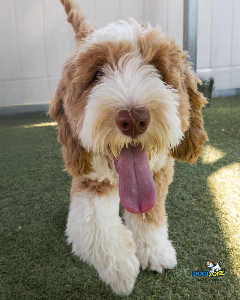 DogiZone's tweet photo. Spots for Labor Day weekend are filling up fast πΎ Has your dogi got their DogiZone stay booked yet? Don't let them miss out on the fun! β¨ποΈπ
#DogiZone #LaborDayWeekend #DogLodging #DogDaycare #PetLodging #DogLife #DogBoarding #DogTrainingResort #DogTrainingMD https://t.co/8rOd75nNvY