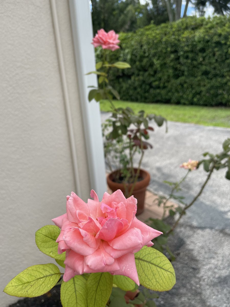 LuzLegra's tweet photo. There are new leaves and blooms thanks to the heavy rain. Our garden needed it so much. https://t.co/jAZTXiPgiw