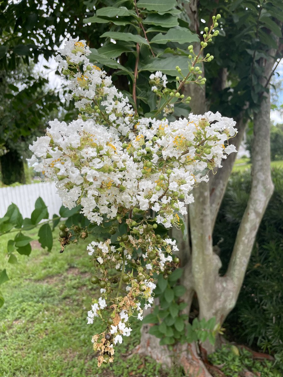LuzLegra's tweet photo. There are new leaves and blooms thanks to the heavy rain. Our garden needed it so much. https://t.co/jAZTXiPgiw