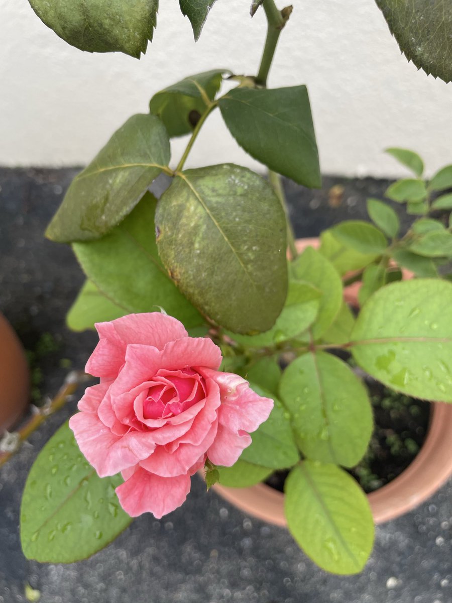 LuzLegra's tweet photo. There are new leaves and blooms thanks to the heavy rain. Our garden needed it so much. https://t.co/jAZTXiPgiw