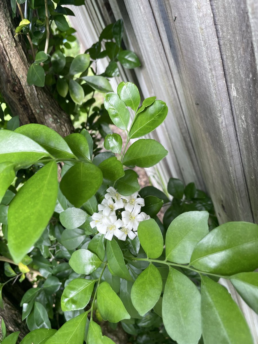LuzLegra's tweet photo. There are new leaves and blooms thanks to the heavy rain. Our garden needed it so much. https://t.co/jAZTXiPgiw