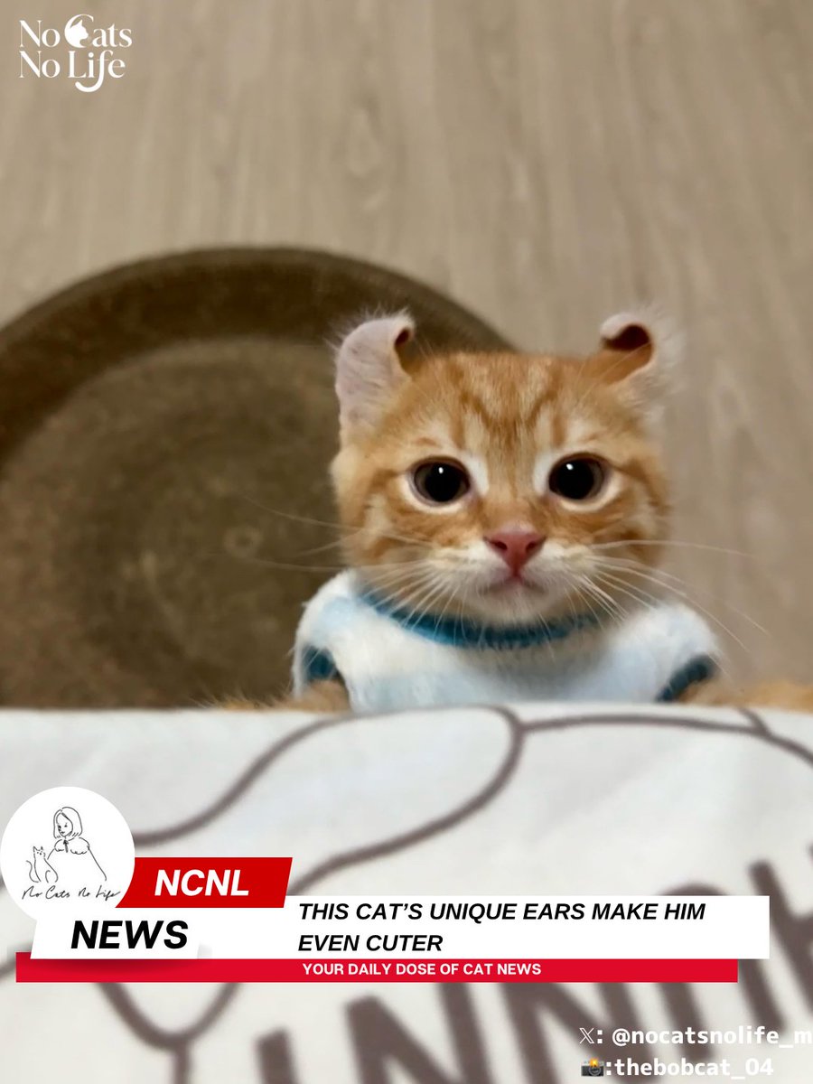 NoCatsNoLife_m's tweet photo. He has such a unique ear shape, and it’s adorable 🥰🧡 https://t.co/pS51dAKSkZ