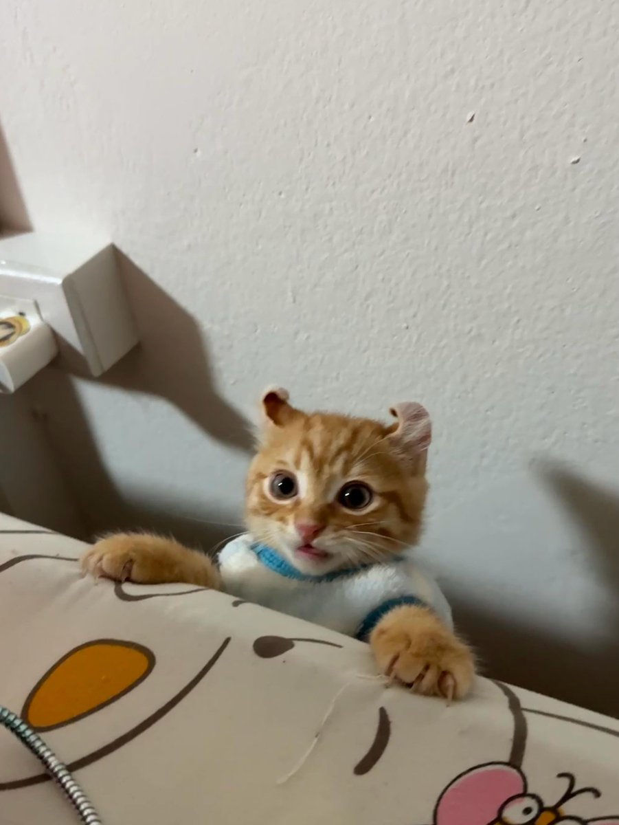 NoCatsNoLife_m's tweet photo. He has such a unique ear shape, and it’s adorable 🥰🧡 https://t.co/pS51dAKSkZ