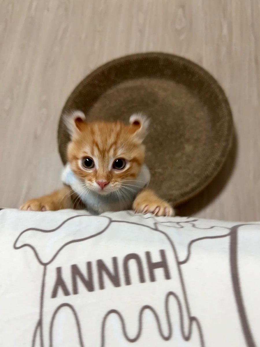 NoCatsNoLife_m's tweet photo. He has such a unique ear shape, and it’s adorable 🥰🧡 https://t.co/pS51dAKSkZ