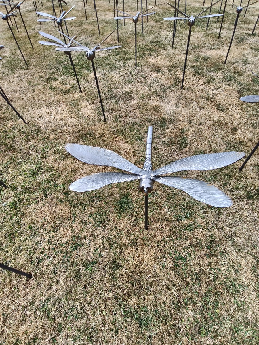 tommo5458's tweet photo. The wings of memory dragonflies ,at cannon hall,are an amazing sight . The wife uncle appreciated them .And his ice cream . https://t.co/YgbOiatfKW