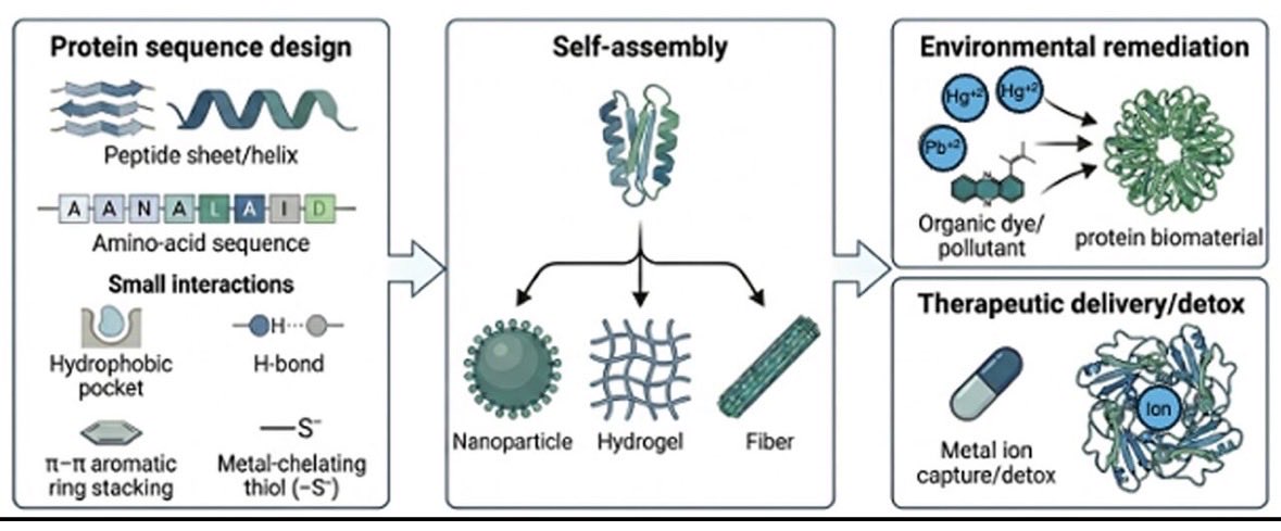 jkmontclare's tweet photo. Congratulations @MontclareLabs Hao-Wei Shih, Megh Raj Bhatt, PhD and collaborator Elizabeth Henaff on the publication of “Protein-Based Biomaterials for Sequestration and Delivery of Metal Ions and Organic Compounds”! #lablife #biomaterials 

https://t.co/sv0MhsfiQ2 https://t.co/Xk6hINLY0U