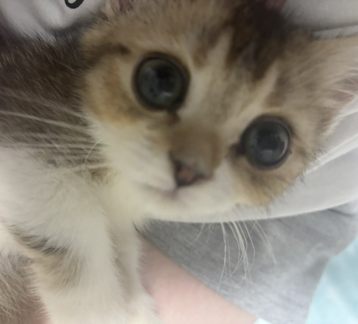 bestsatooo's tweet photo. kitten！🐱🐱 https://t.co/Uj3Cqtp6iU
