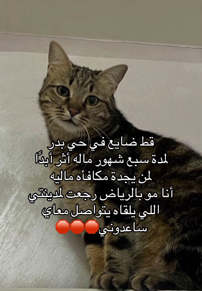 isy8y's tweet photo. #قطط #حي_بدر #الرياض_الآن https://t.co/brVQNyZPSX