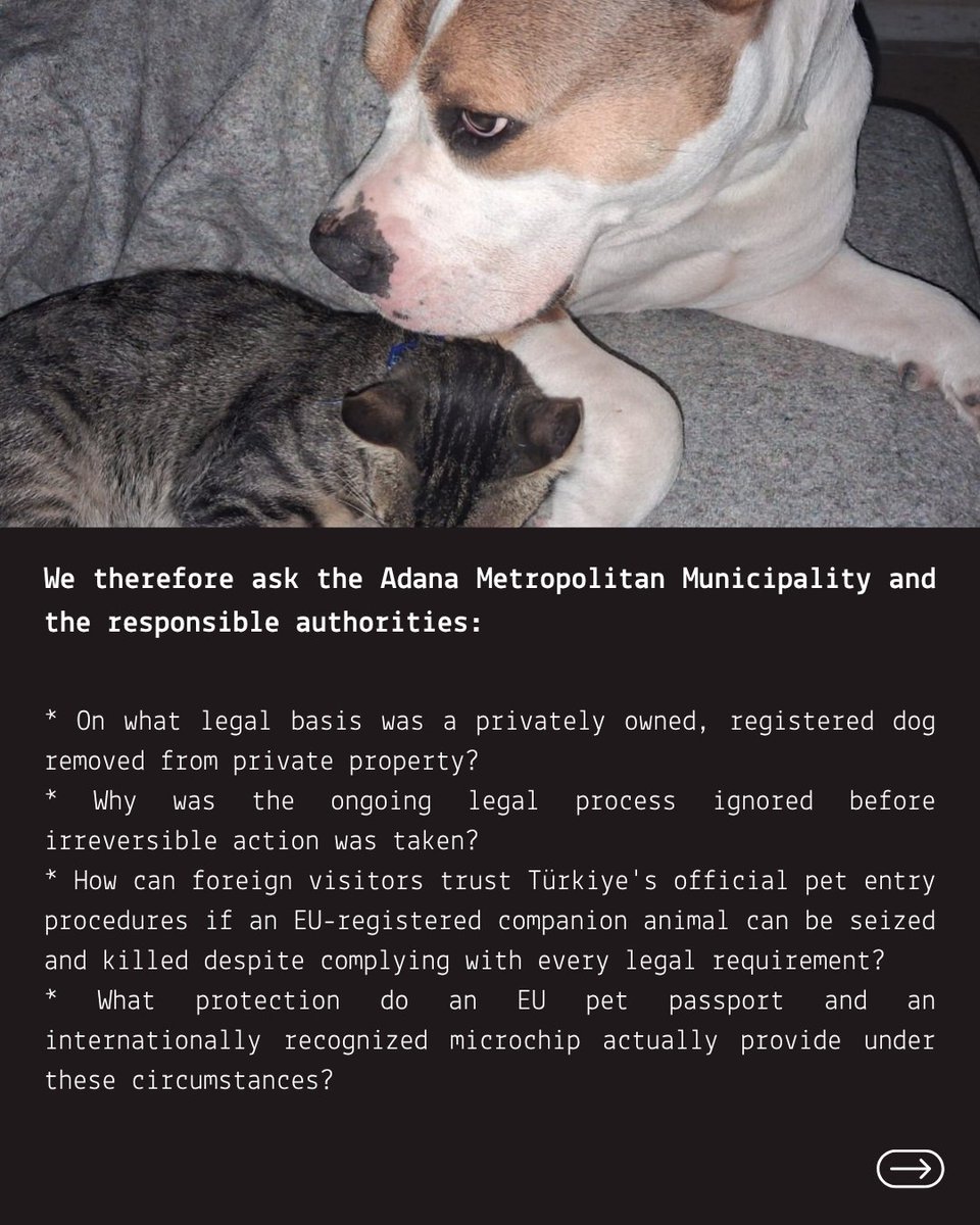 izmiryasamhakki's tweet photo. An international scandal:

The case of Sila raises serious concerns about Turkey's new animal law https://t.co/sw7GlqwWox