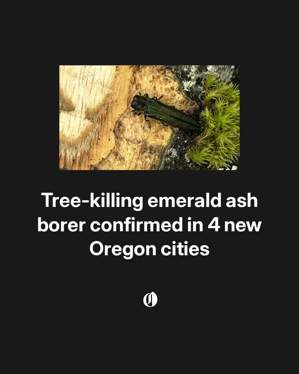 Oregonian's tweet photo. The invasive insect, which has killed hundreds of millions of ash trees in North America, was detected in Beaverton, Salem, Silverton and Rock Creek, with an unconfirmed case in Hillsboro. https://t.co/TcYZHsAIVa