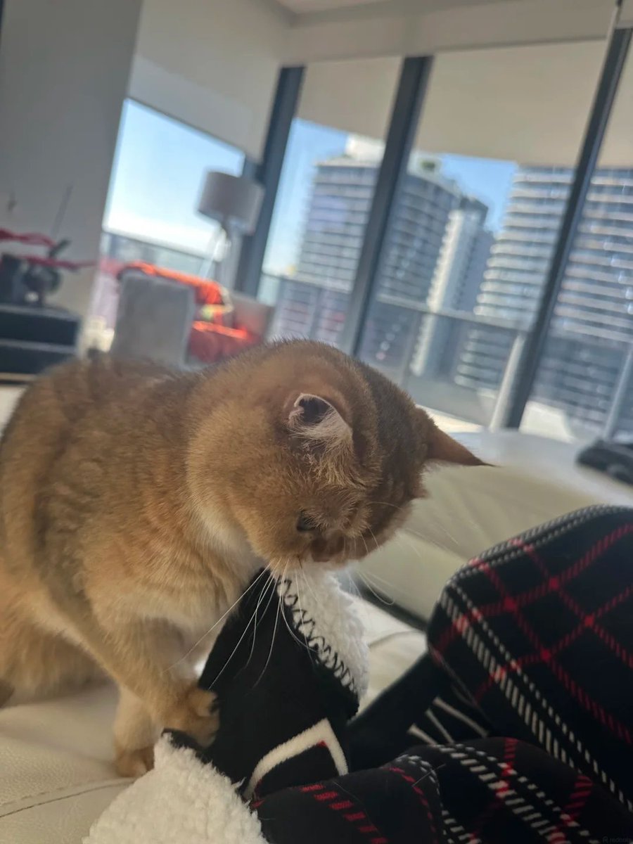 GANSAAOO's tweet photo. I’ve become a pet parent in Miami too. The most comforting moments every day are the ones spent together🐾 https://t.co/N3mwFbyunv
