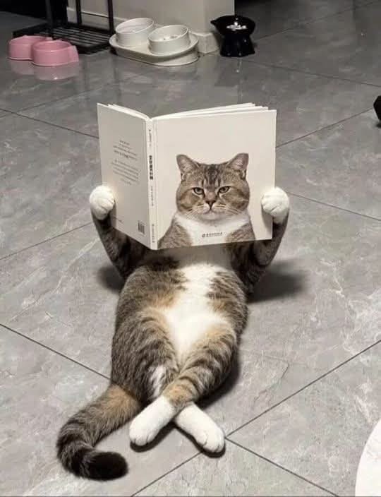 nekocatts's tweet photo. Book for cats 😅 https://t.co/D5n0wBdEYp