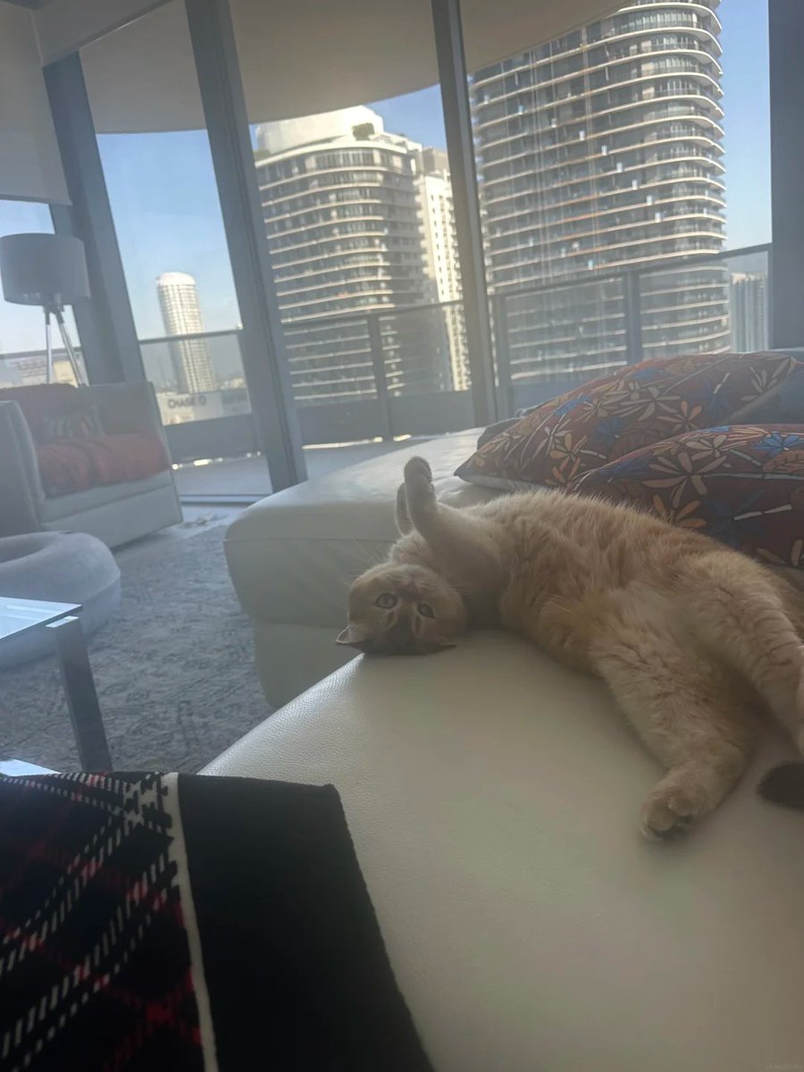 GANSAAOO's tweet photo. I’ve become a pet parent in Miami too. The most comforting moments every day are the ones spent together🐾 https://t.co/N3mwFbyunv