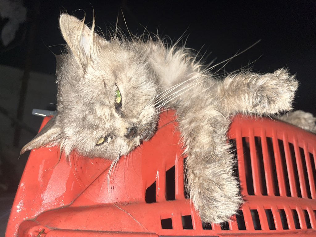 Sharif30Jamal's tweet photo. My beloved cat Lulu is dying. Please, kind people, we need an additional 121$ for her treatment, vitamins, and food. 🙏😭💔 https://t.co/sdmoNSrrsd… https://t.co/Pl1dijT9DD