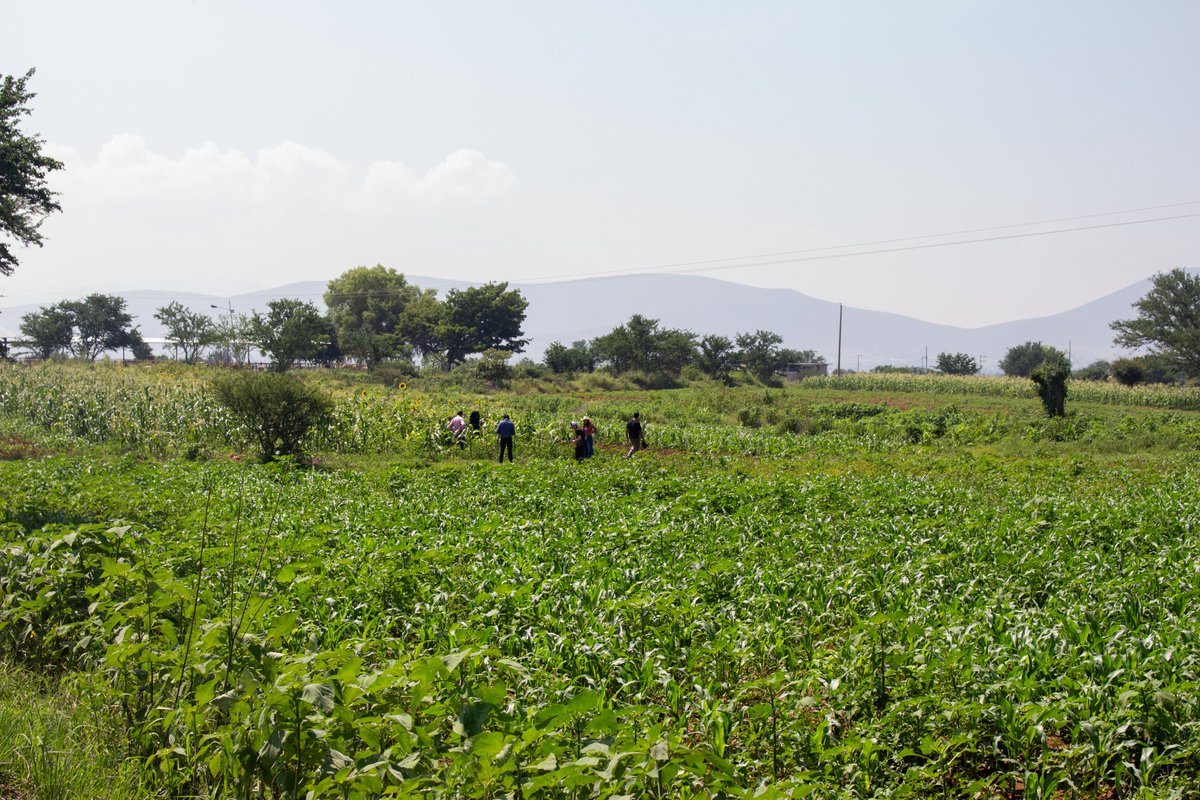 foodtank's tweet photo. Food Tank is in Oaxaca, Mexico, today!

We’re visiting CIMMYT and learning how they are working alongside producers to safeguard biodiversity and build resilience in the face of drought.

The future of food depends on farmers like these, whose deep knowledge of the land is helping shape solutions to the climate and food security challenges ahead.
