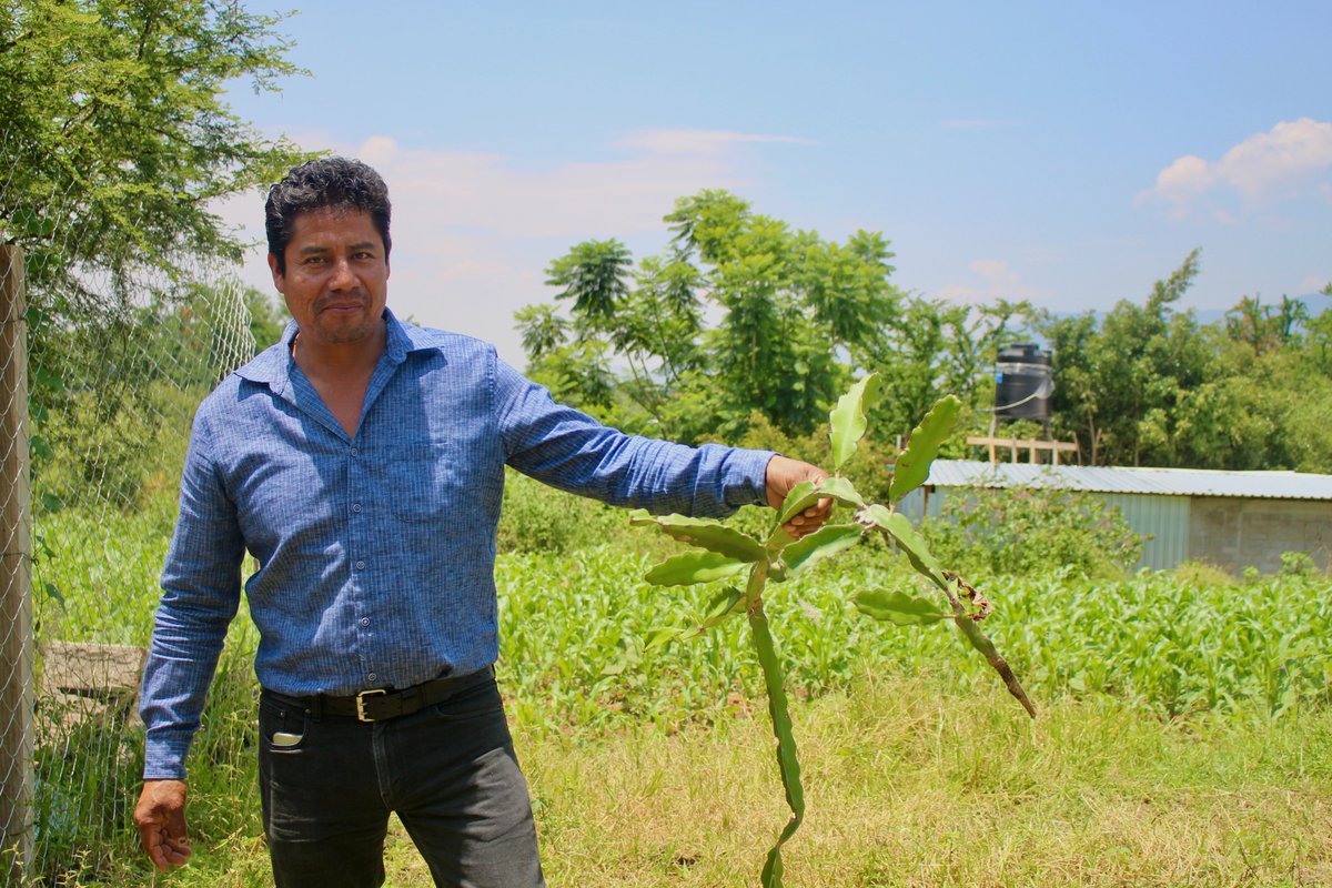 foodtank's tweet photo. Food Tank is in Oaxaca, Mexico, today!

We’re visiting CIMMYT and learning how they are working alongside producers to safeguard biodiversity and build resilience in the face of drought.

The future of food depends on farmers like these, whose deep knowledge of the land is helping shape solutions to the climate and food security challenges ahead.