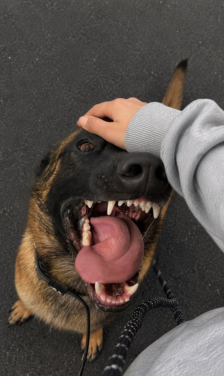 cynthiacragas's tweet photo. let my Dog goes deeper inside me on TELEGRAM: https://t.co/7PnSeI18hZ
#doglove #vixen #aoz #doglover #girlsanddogs #horselove #bfi
#doggystyles 
#Beastmode 
#BeastBeat 
#beastiality
#zoophilia 
#zoophiletwt 
#zoophilia #zoophile #zooprideisvalid #zoophilesarevalid
#USA
#germany
#xpengicehockey