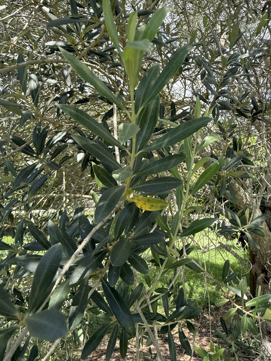 fruitnspice's tweet photo. Olea europaea (Olive Tree) is a long-lived evergreen whose fragrant flowers attract pollinators, while its dense canopy provides shelter for birds and beneficial insects. Cultivated for thousands of years, it remains an ecological tree worldwide.🌳
Photo credit: Gonzalo Baeza https://t.co/yE3ULcNGwv