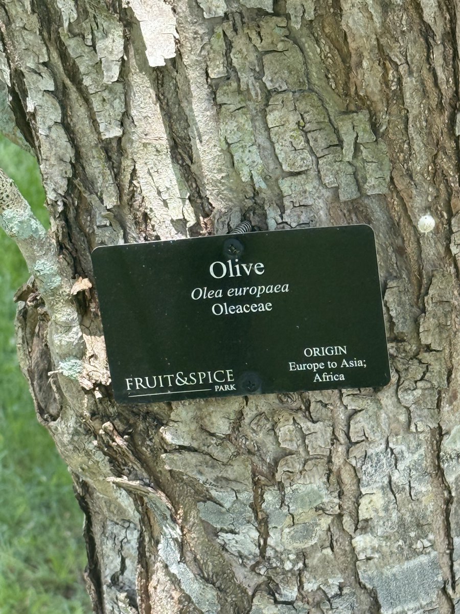 fruitnspice's tweet photo. Olea europaea (Olive Tree) is a long-lived evergreen whose fragrant flowers attract pollinators, while its dense canopy provides shelter for birds and beneficial insects. Cultivated for thousands of years, it remains an ecological tree worldwide.🌳
Photo credit: Gonzalo Baeza https://t.co/yE3ULcNGwv
