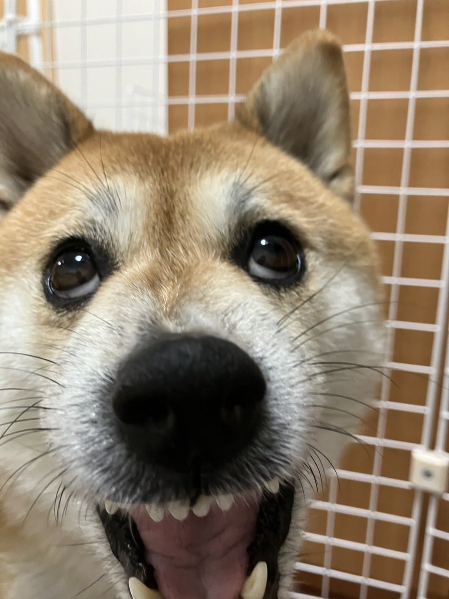 negiwanco's tweet photo. フォルダ見返したらいつぞやのコミカルフェイスのねぎ様出てきて笑う
#柴犬 https://t.co/4edCgxZn4x
