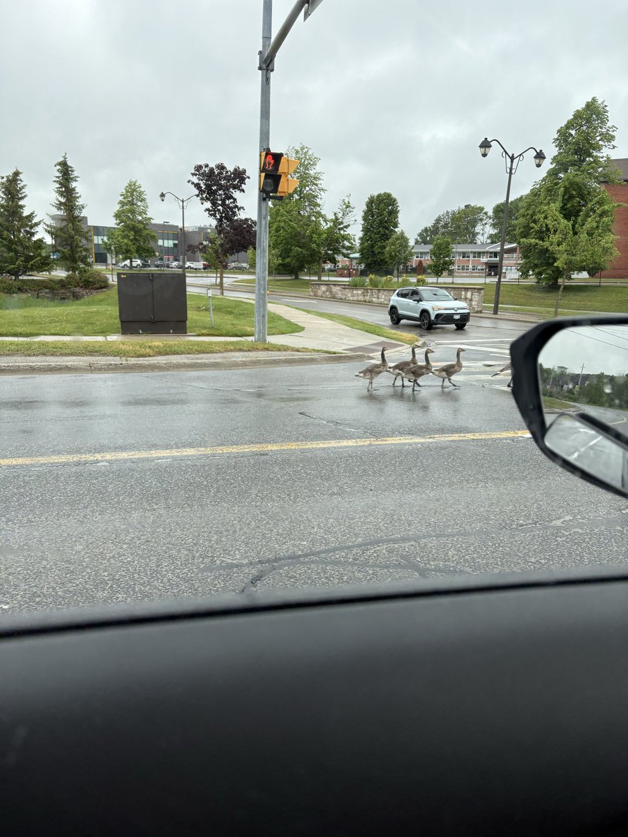 b4tedttv's tweet photo. the geese have struck again https://t.co/jJm8U1Wri4