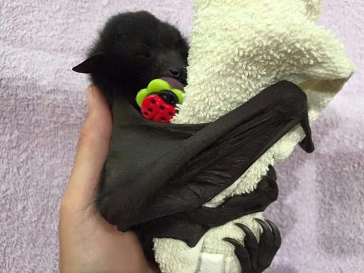 batincrisis's tweet photo. Good night!!! 🦇 https://t.co/xyk04cqlj7