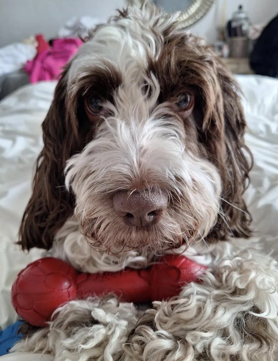 H2RScotland's tweet photo. Alfie is a 5.5 year old male Roan Cockapoo. He is available and looking for a new home. 
Alfie hasn't been around kids and can be defensive around other animals - a bit barkey. 
He is chipped and healthy with no medical issues. 
Alfie is very loving and affectionate. He loves the outdoors and would thrive with someone who likes to be active. 
He loves food and is not very fussy when it comes to eating. He gets chicken meat and kibble and also loves fish. 
If you need to go out , he can be left on his own and is well behaved. 
He would however like someone who is around most of the time. 
He likes to be close to his owner, either sitting on the sofa or sleeping in the bed. 
Alfie isn't bad on the lead, he can pull so will need someone who is strong enough to control him. 
He loves treats and loves to meet new people, but can get excited and jump up. 
He would be best in a home with teenagers rather than young kids. 
Alfie is registered with the vets and is excellent at sit and paw. 
He is obsessed with balls and will play all day with them. 
He knows his name and likes to play hide and seek with his tommy turtle toy. 
This is a very reluctant rehoming as his owner loves him very much, however due to a change, Alfie needs a new home. 
For more information please email info@help2rehome.com