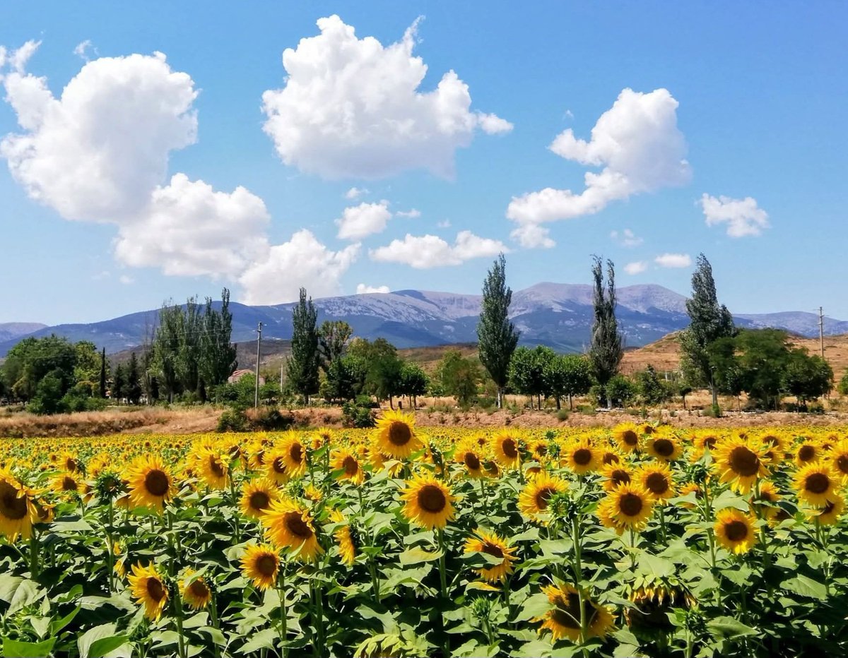 MRemiro76362's tweet photo. Sunflowers summer landscape 😎🇪🇸 https://t.co/d4D4ZdKTtp
