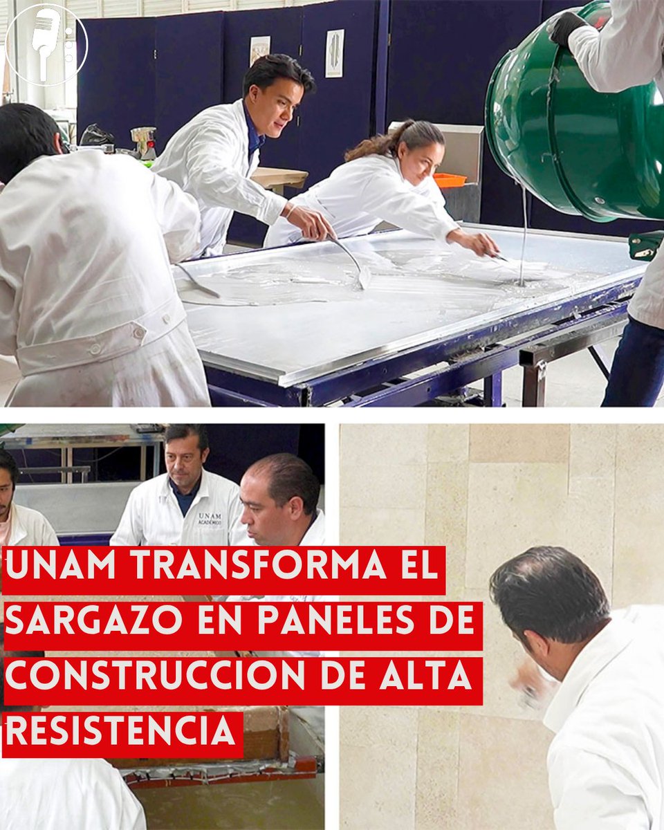 YosoyPedrero's tweet photo. 🚨 OJO: UNAM TRANSFORMA EL SARGAZO EN PANELES DE ALTA RESISTENCIA

Investigadores del Centro de Física Aplicada y Tecnología Avanzada (CFATA) de la UNAM desarrollaron el Sargapanel, un innovador material de construcción elaborado a partir del sargazo que invade cada año las costas del Caribe mexicano, convirtiendo un problema ambiental en una alternativa sustentable.

Para fabricar un panel se procesan entre 50 y 60 kilogramos de sargazo húmedo, que tras un proceso de secado, triturado y tamizado se transforman en aproximadamente cinco kilogramos de materia seca. El material resultante está compuesto en un 70% por sargazo, combinado con yeso y fibras orgánicas.

De acuerdo con los investigadores, el Sargapanel ofrece alta resistencia a la flexión, ayuda a retardar el fuego, funciona como aislante térmico y puede soportar cargas directas de hasta 10 kilogramos sin necesidad de taquetes. El desarrollo cumple con las Normas ASTM, utilizadas para evaluar materiales de construcción.

El proyecto ya fue probado con éxito en una vivienda ubicada en Querétaro y sus desarrolladores consideran que cuenta con el potencial para escalar a nivel industrial, ofreciendo una alternativa sustentable para el sector de la construcción y una solución al problema del exceso de sargazo en las playas mexicanas.