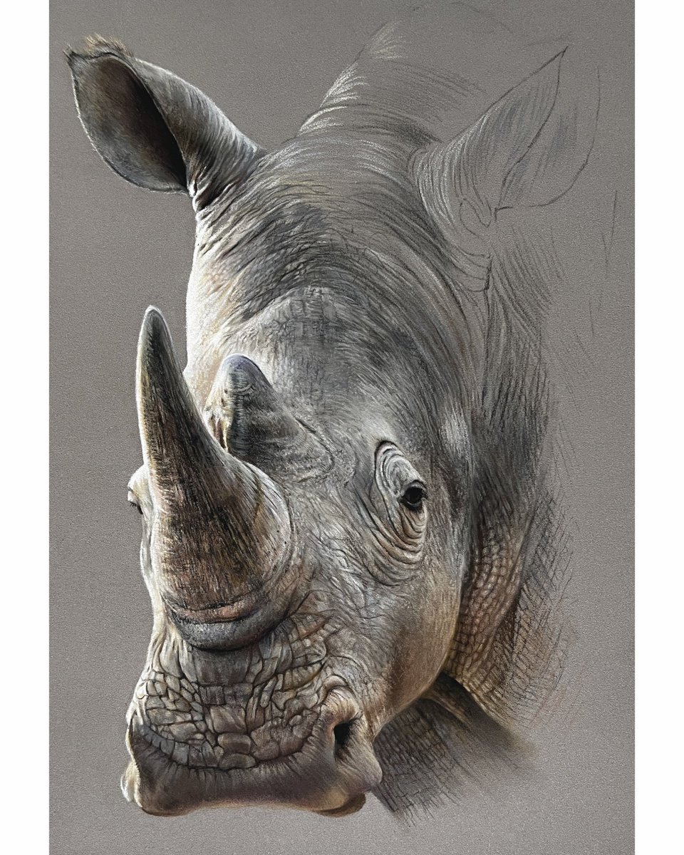 Paulmillerart's tweet photo. Rhino. Pastel pencil on pastelmat, been a fun draw trying to get hints of the skin texture🦏.
#art #artdrawing #wildlifedrawing #pencilillustration https://t.co/CF6Tn6fgpF