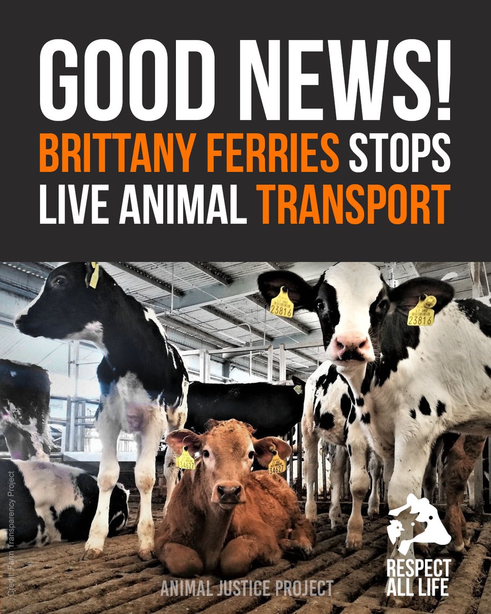ajpReact's tweet photo. Some good news!

Brittany Ferries has confirmed it will end the transport of all live animals from Ireland to France, including calves still too young to be away from their mothers, by September 2026 at the latest.

Here's what it took:

Over 100,000 emails to the company.
Two petitions, more than 100,000 signatures between them.
Demonstrations in Ireland, France and the UK.
A joint social media storm that temporarily took their Trustpilot page offline.

Four meetings with the company followed, and advocates used every one of them to call for an immediate end to the practice.

Proof that sustained pressure on companies works.

Thank you to everyone involved: Compassion in World Farming, Ethical Farming Ireland, WELFARM, FOUR PAWS, L214, Eyes on Animals, Eurogroup for Animals, Southampton Animal Action and Dorset Animal Action.

#RespectAllLife #AnimalRights #ChooseCompassion