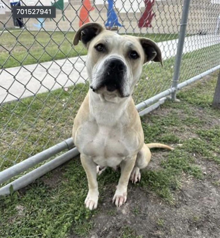 adoptadog39's tweet photo. Don’t forget Maple (top) & Nala (bottom)
Both are #longstays that should be at home w/ their family, not here. Both are very sweet pups.
Maple🍁 is only 14 months old, Nala only 4 years old
Please save them before it’s too late!
#CorpusChristiACS #adopt #foster #rescue #TX https://t.co/JmhLvP6XJK