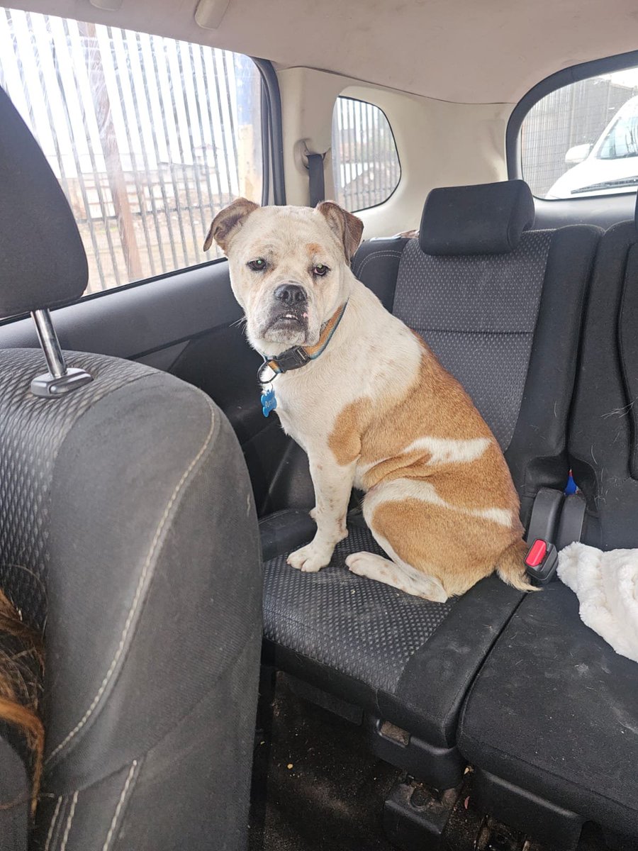 mariadanielayf's tweet photo. "Mi familia me botó o me perdí de mi familia,🥹pero llevo meses en la calle,a veces llego dormir a una casa y algunos vecinos me dan comida, incluso tomo algunas micros, y es peligroso.🙏Ayúdenme a difundir mi ficha 💙mi fotito me llamo RUFUS""
Quilicura Santiago wsp +56981560185 https://t.co/kzTb9iW42g