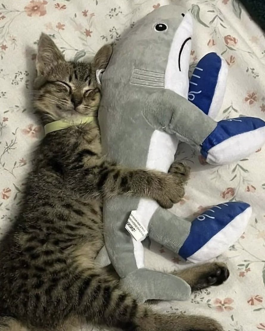 y0be_'s tweet photo. a baby with his plushie https://t.co/5MoeyGJk1m