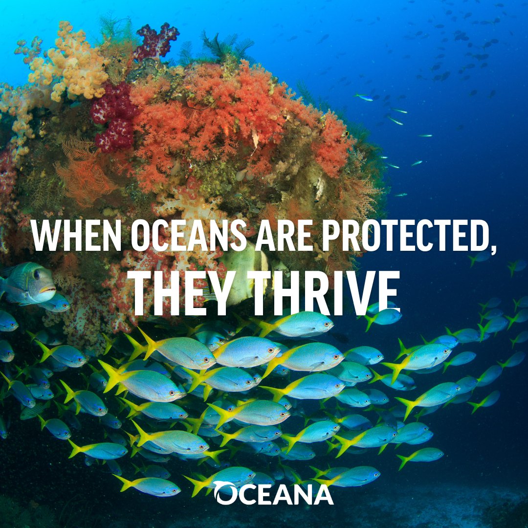 oceana tweet picture