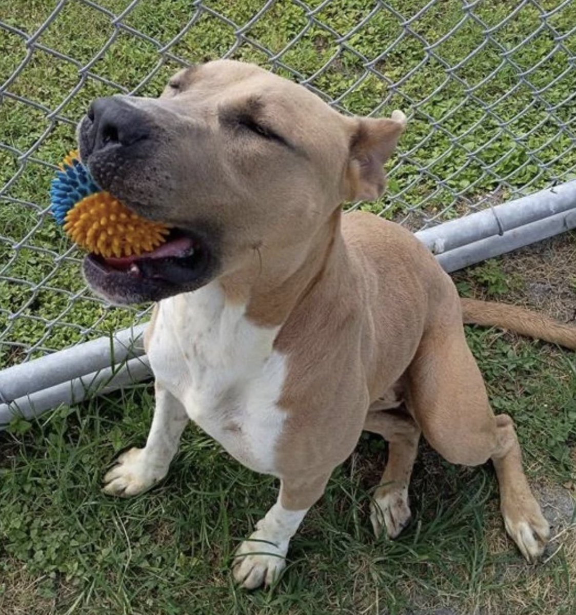 adoptadog39's tweet photo. Don’t forget Maple (top) & Nala (bottom)
Both are #longstays that should be at home w/ their family, not here. Both are very sweet pups.
Maple🍁 is only 14 months old, Nala only 4 years old
Please save them before it’s too late!
#CorpusChristiACS #adopt #foster #rescue #TX https://t.co/JmhLvP6XJK