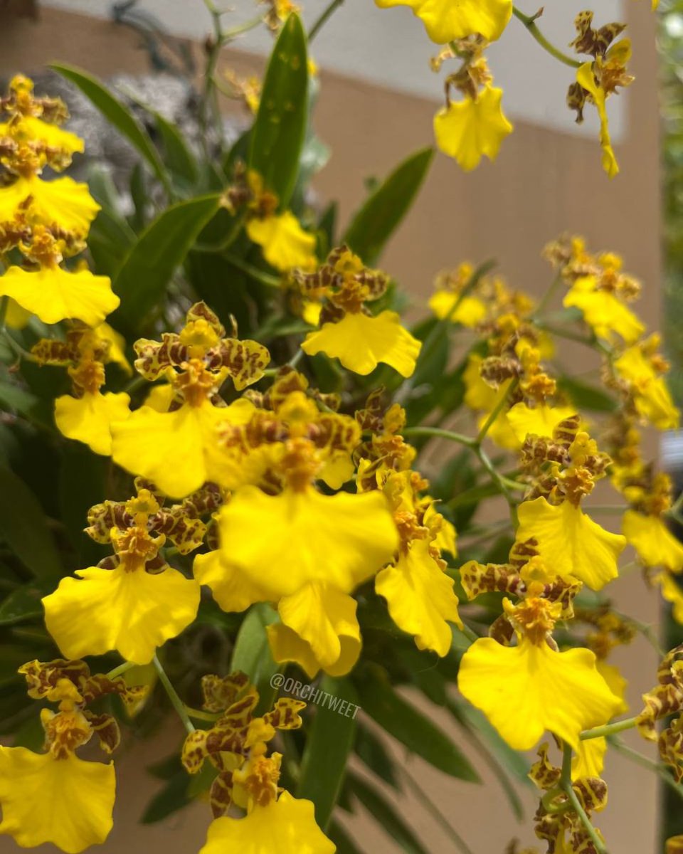 Orchitweet's tweet photo. #Gomesa bifolia grown by our member Alessandro Wagner
#orchids from #noidellaSFO
#orchidee #orquídeas #orchideen #orchidées #rareflowers #orchidlovers https://t.co/s1rZYqM74s