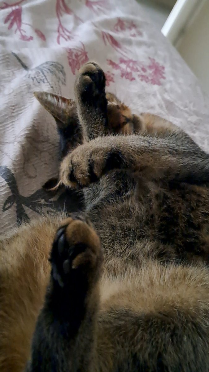 olliemackwek's tweet photo. @Boefje13 😿🫂#marley https://t.co/UB9DolSNey