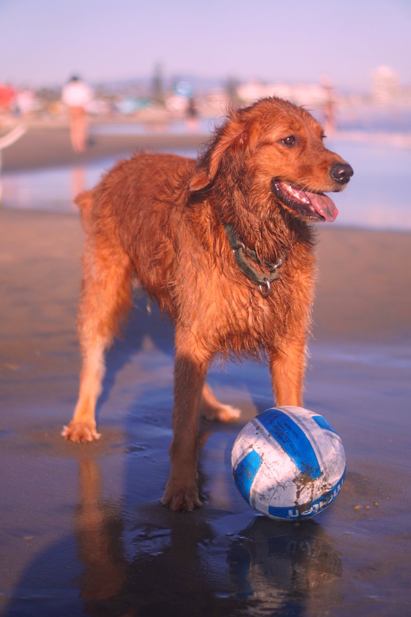 timotheedunc's tweet photo. @AnnaBower My dog and are I doing the one in Del Mar next month. There’s still time to get assigned to this one and enjoy the better beach!

Coverage from last year: https://t.co/MPSYcBD0r5 https://t.co/V7pdAzt4qX