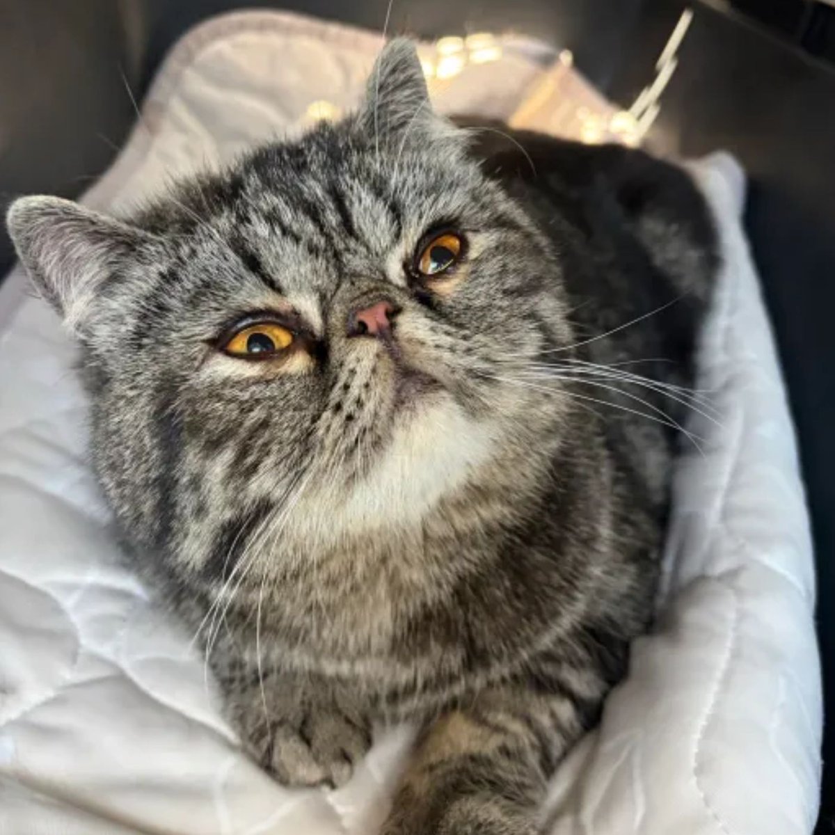 Dexerto's tweet photo. A cat named Toast Malone survived a fire that destroyed an apartment complex in Utah

He survived by hiding in a closet for three days before being reunited with his family https://t.co/aITfR9zyFd